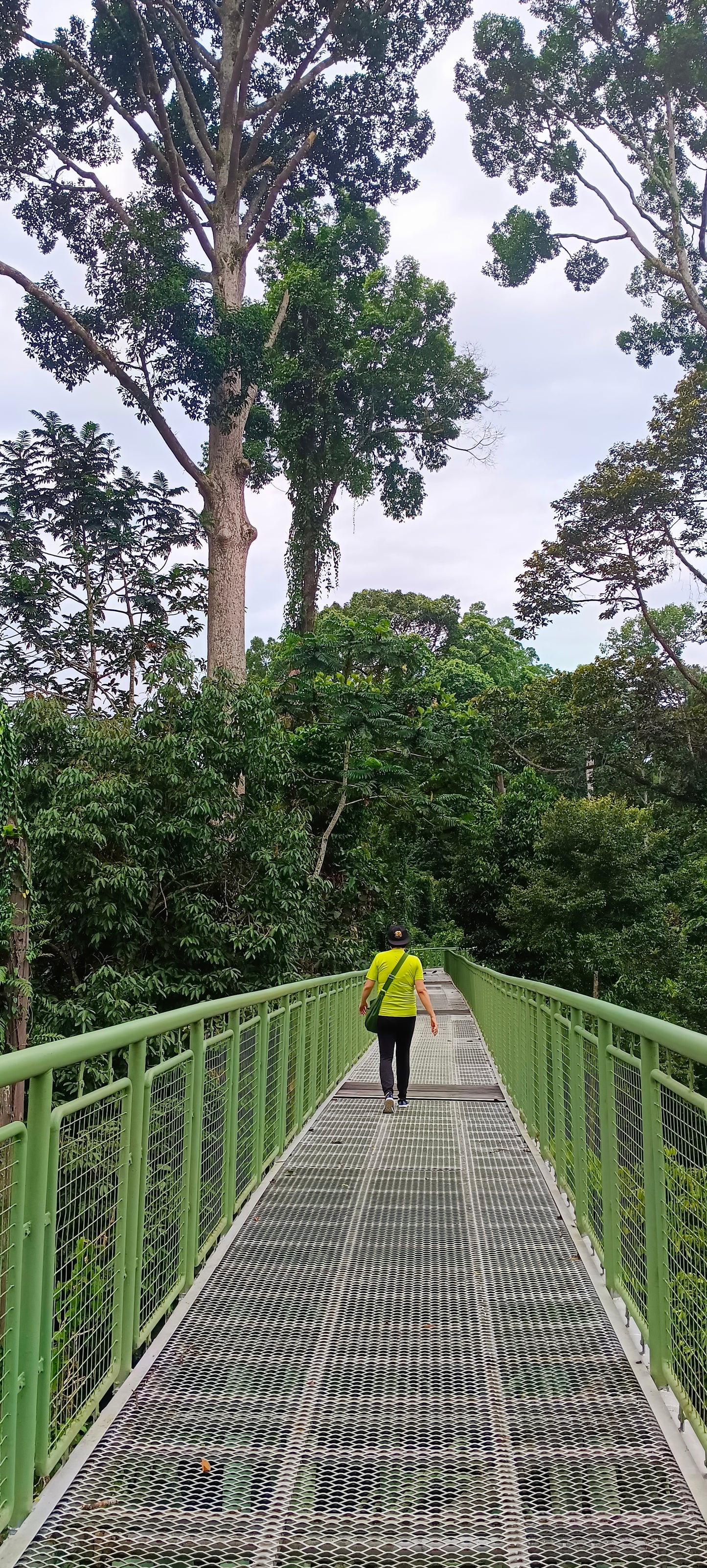 Full day Sepilok Orang Utan/Rainforest Discovery Centre Tour