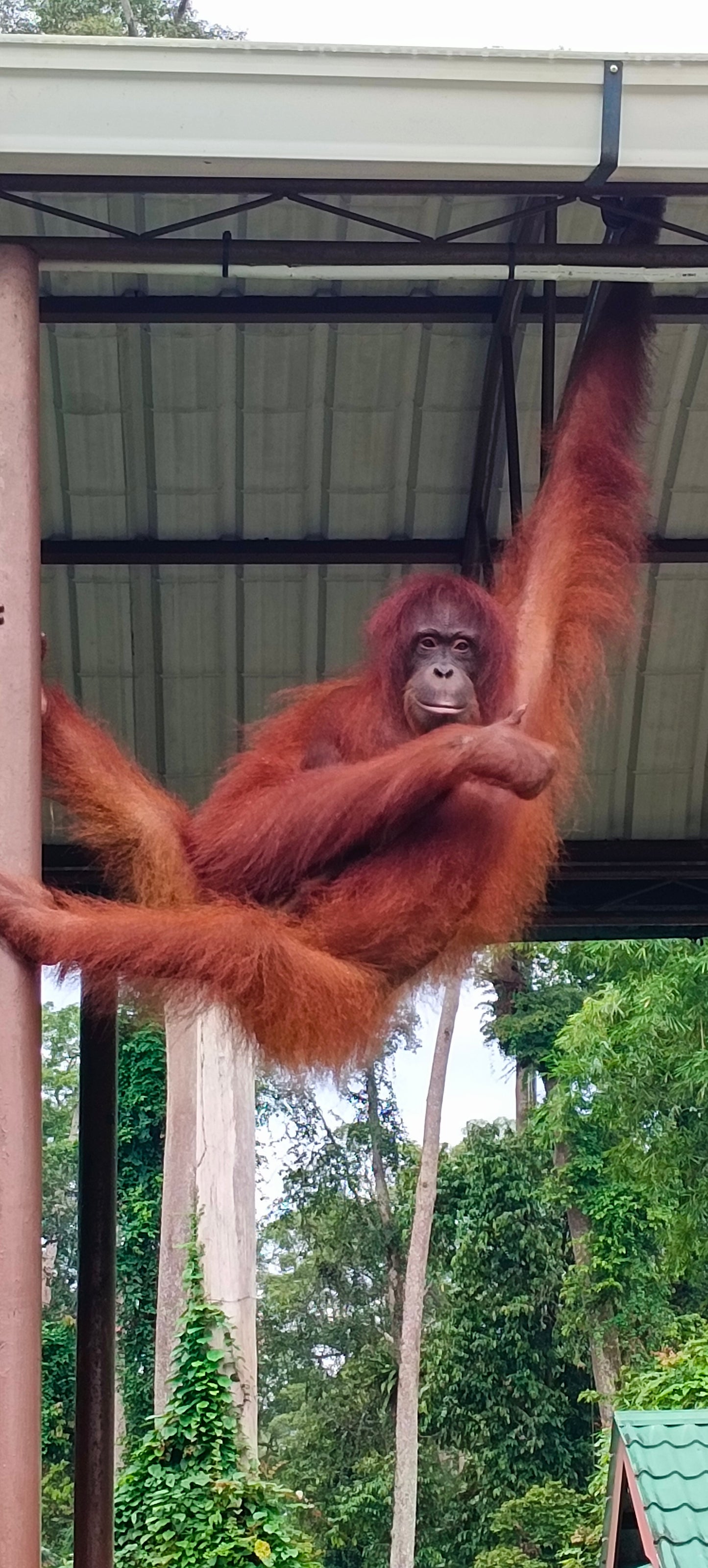 Full day Sepilok Orang Utan/Rainforest Discovery Centre Tour