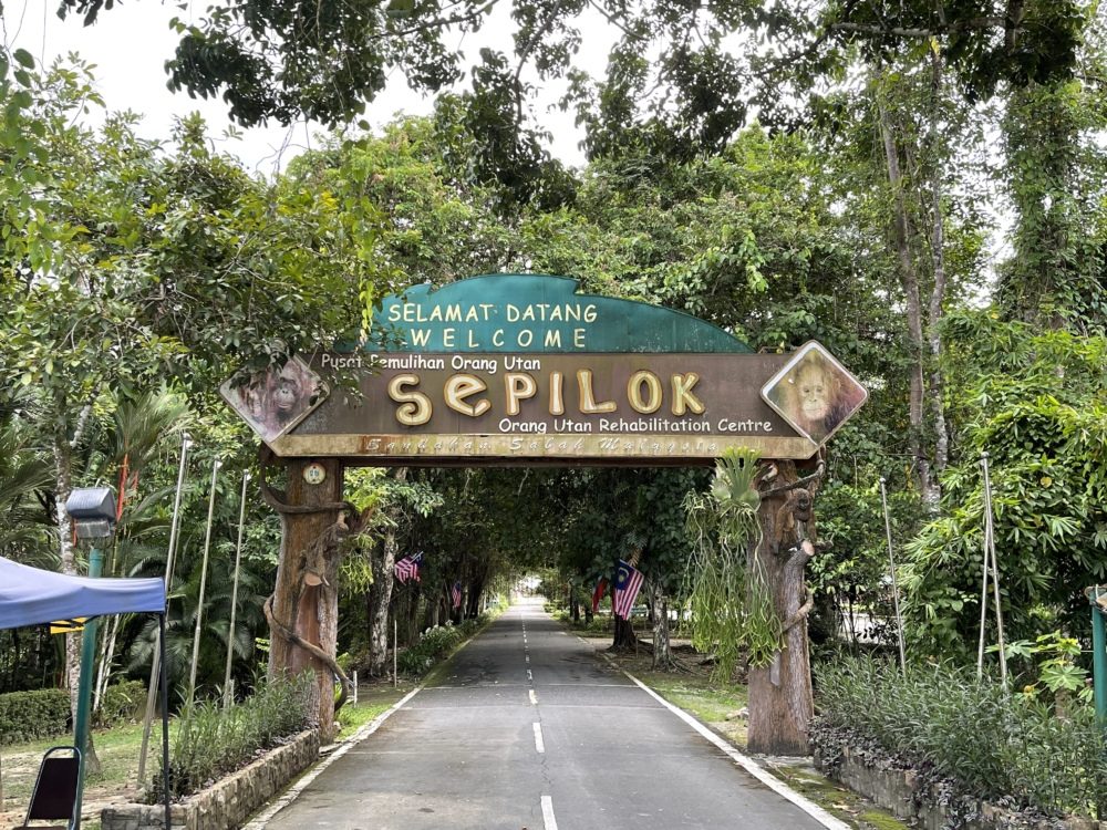 Full day Sepilok Orang Utan/Rainforest Discovery Centre Tour